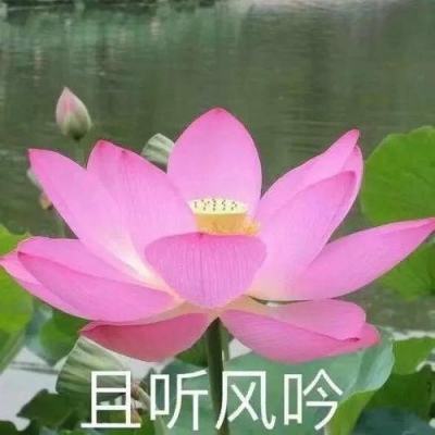 人民网评：网络佳作润心田，璀璨微光映华章
